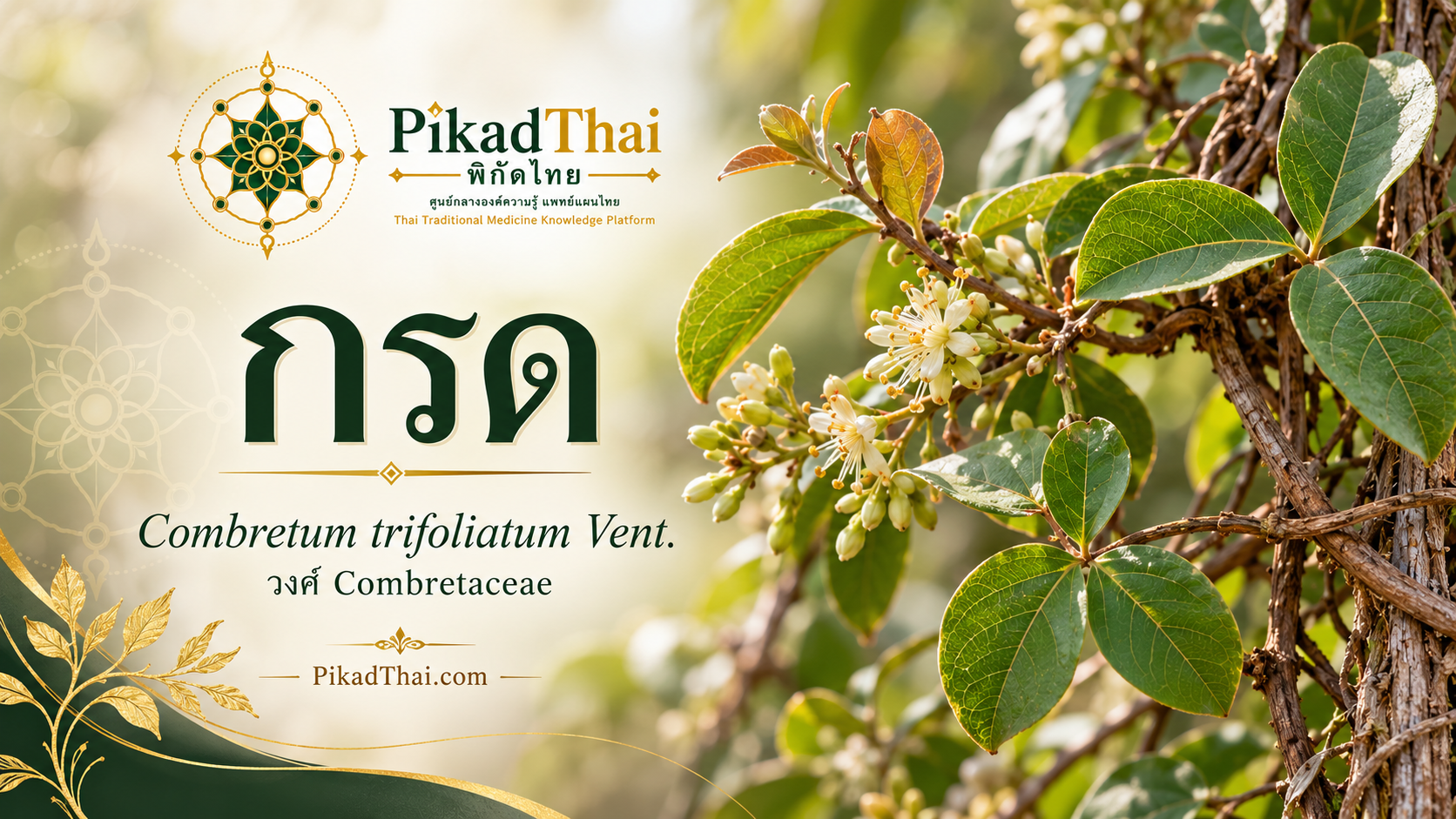 กรด (คดสัง)