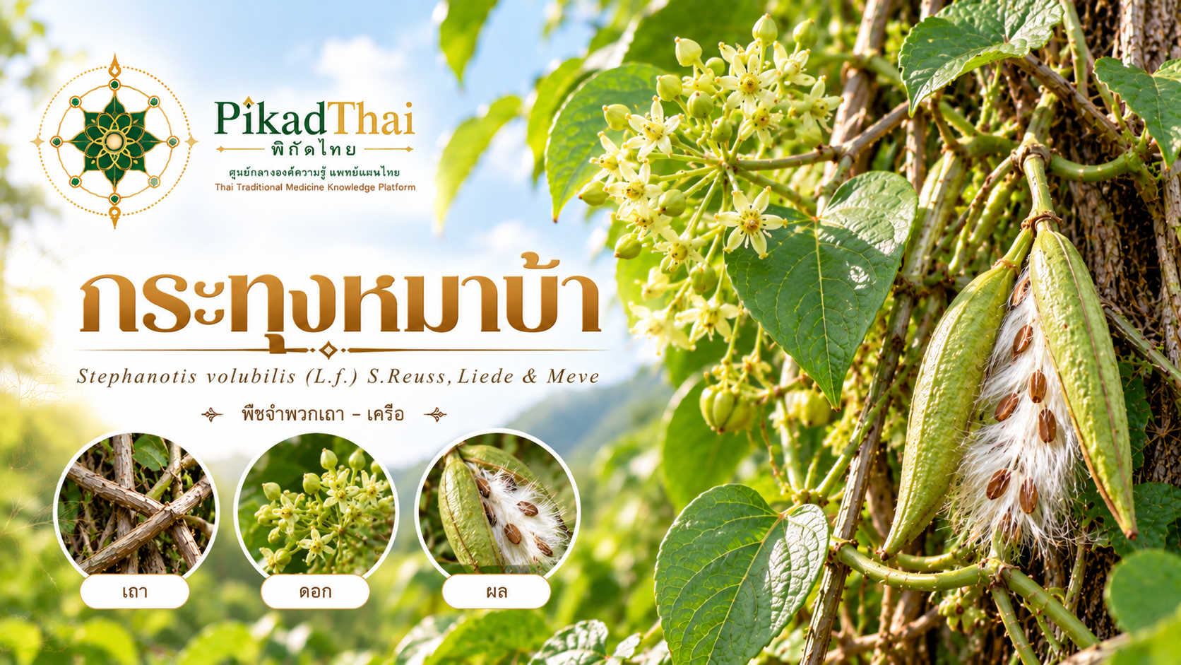 กระทุงหมาบ้า