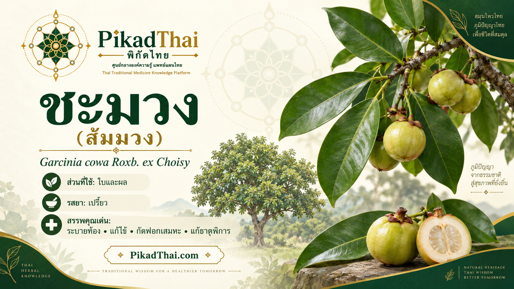 ชะมวง (ส้มมวง)