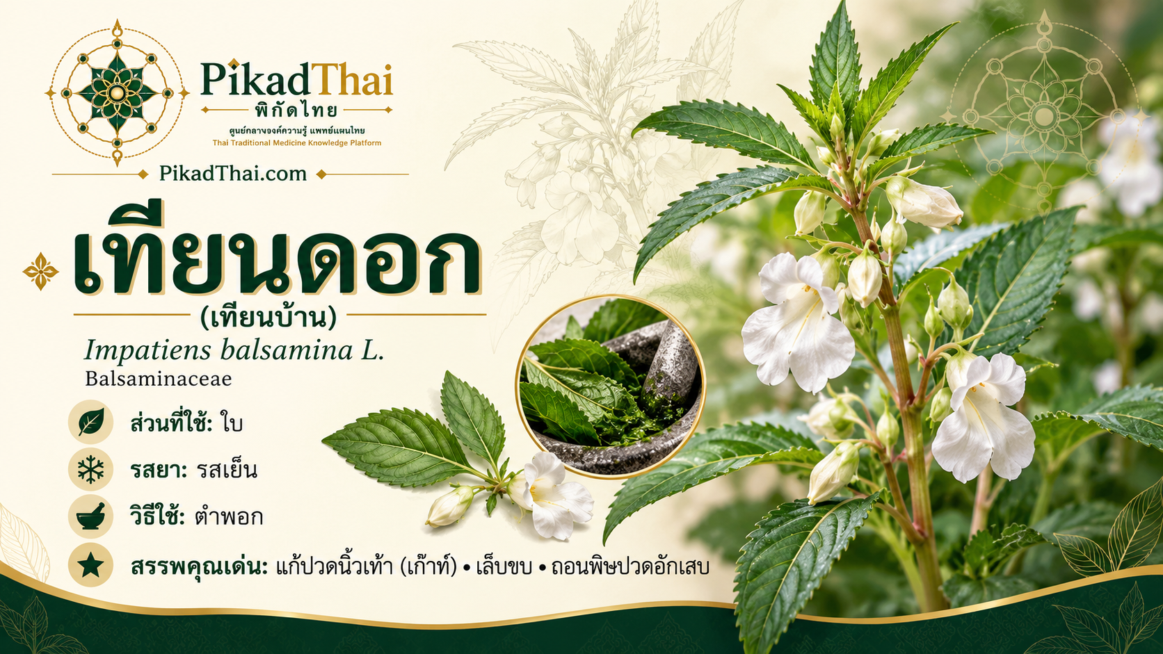 เทียนดอก