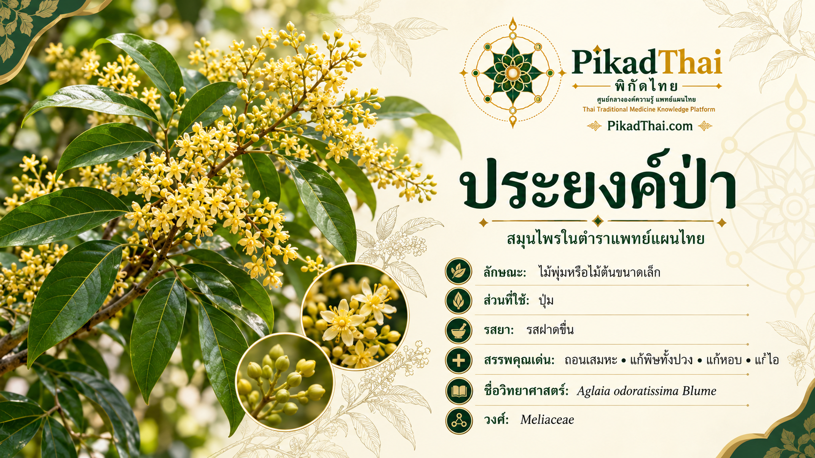 ประยงค์ป่า