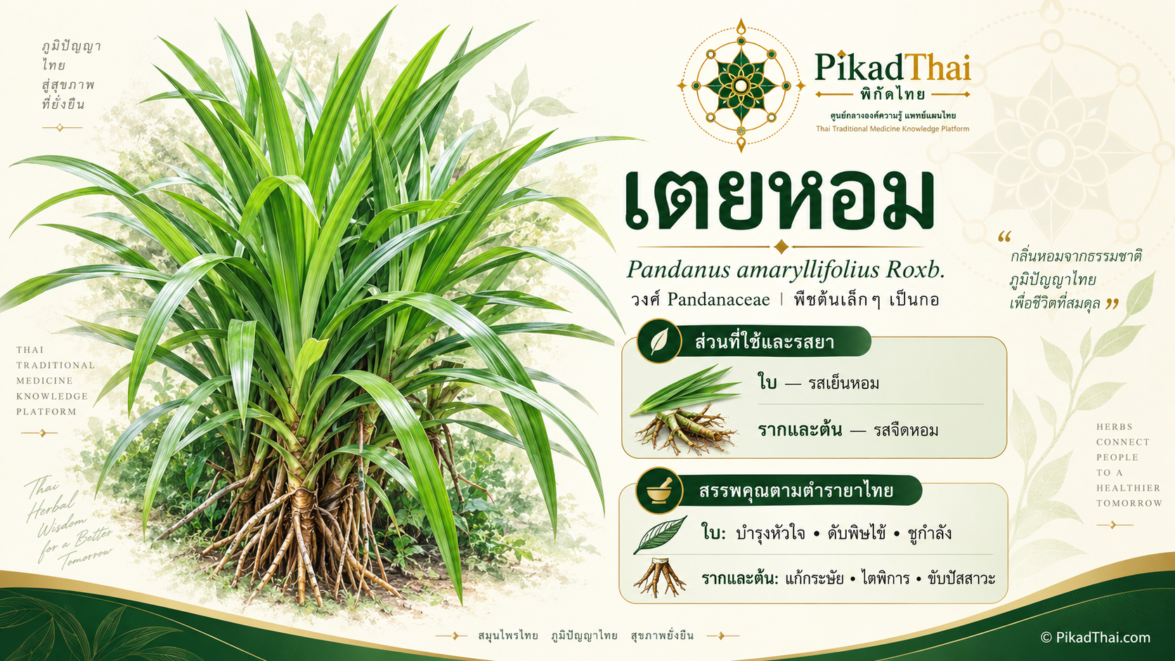 เตยหอม