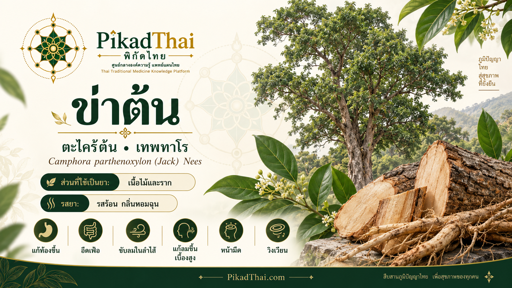 ข่าต้น