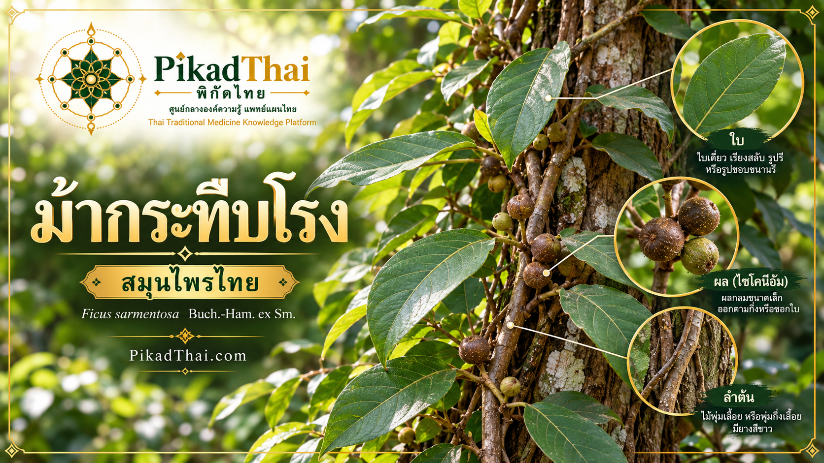 ม้ากระทืบโรง