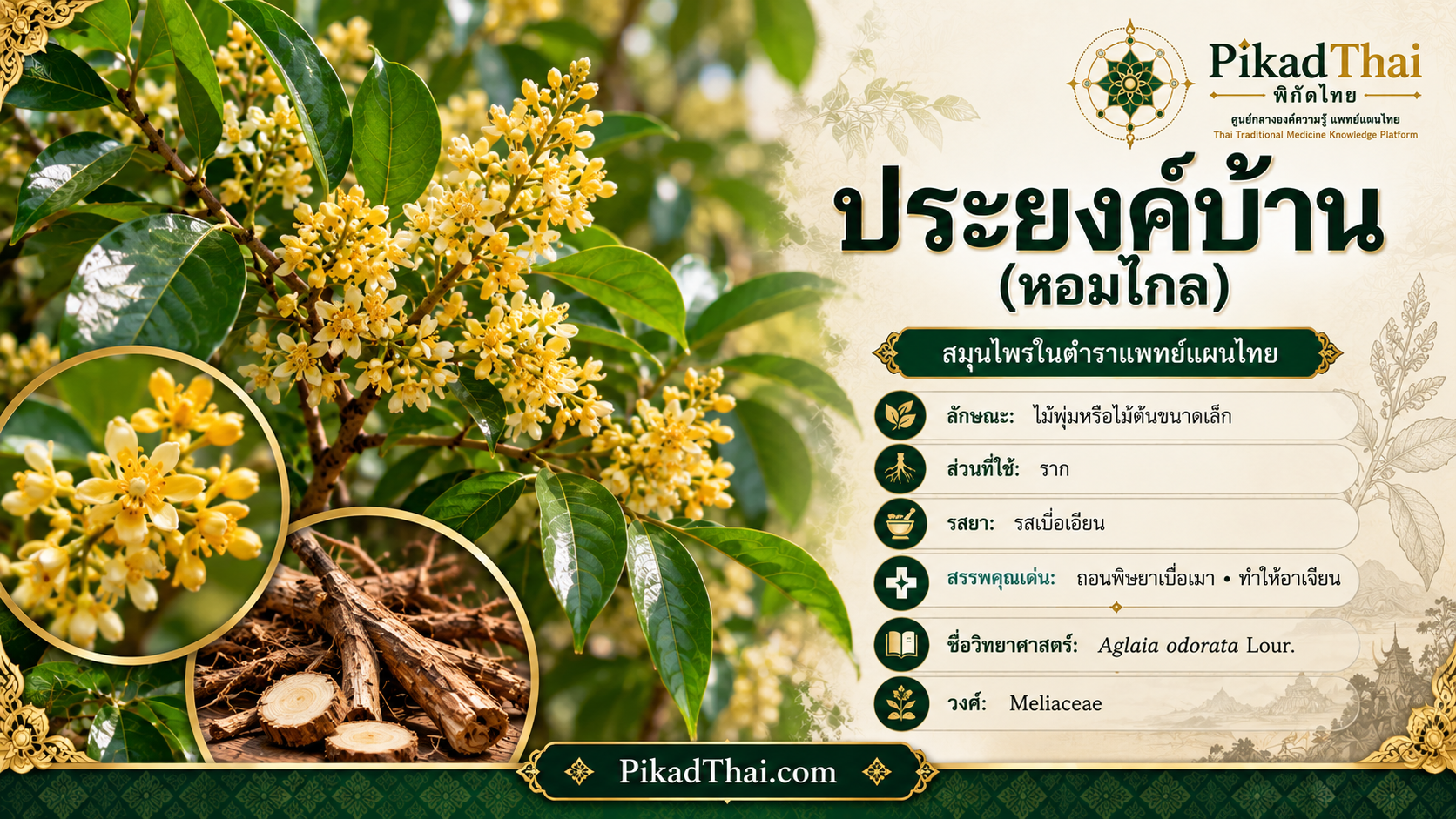 ประยงค์บ้าน (หอมไกล)