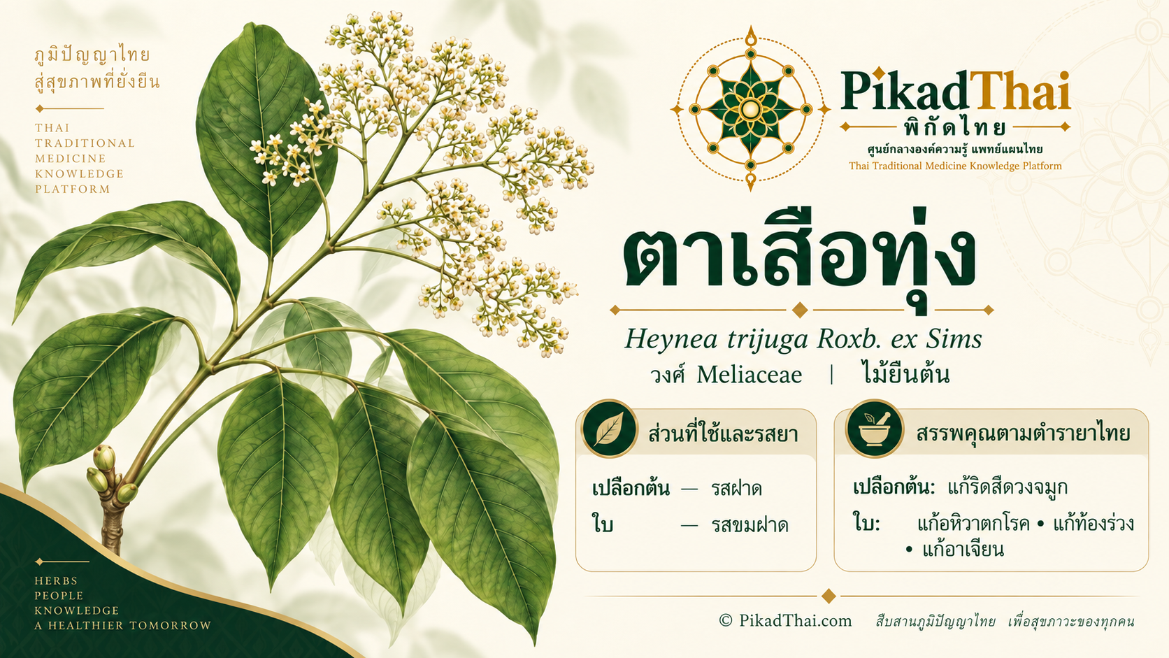 ตาเสือทุ่ง
