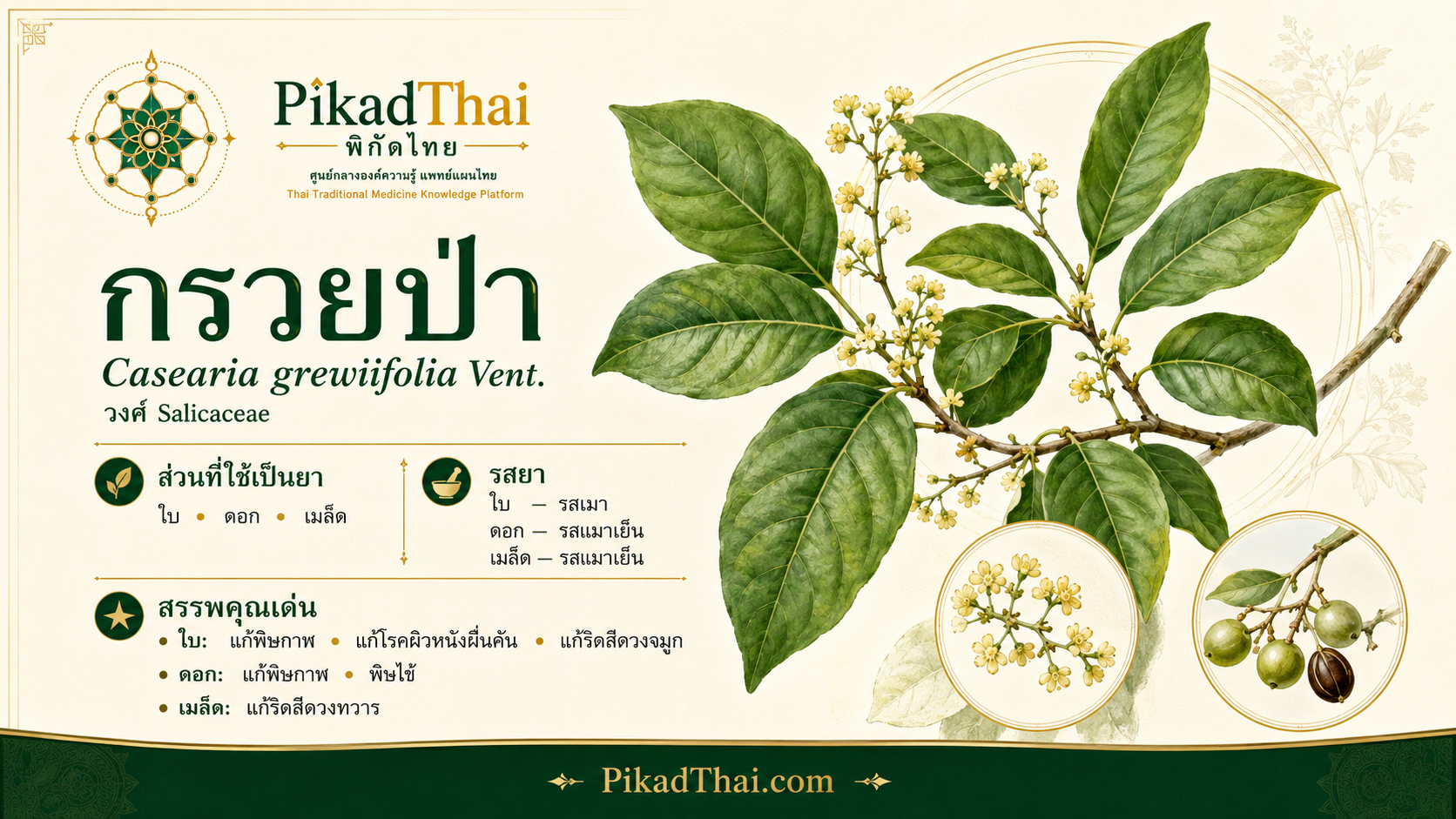 กรวยป่า