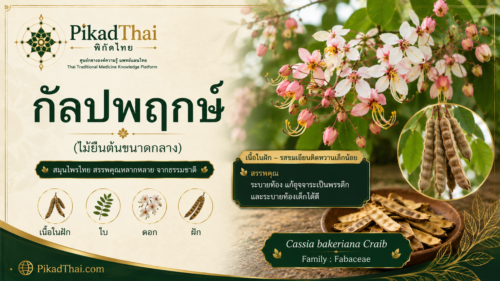 กัลปพฤกษ์