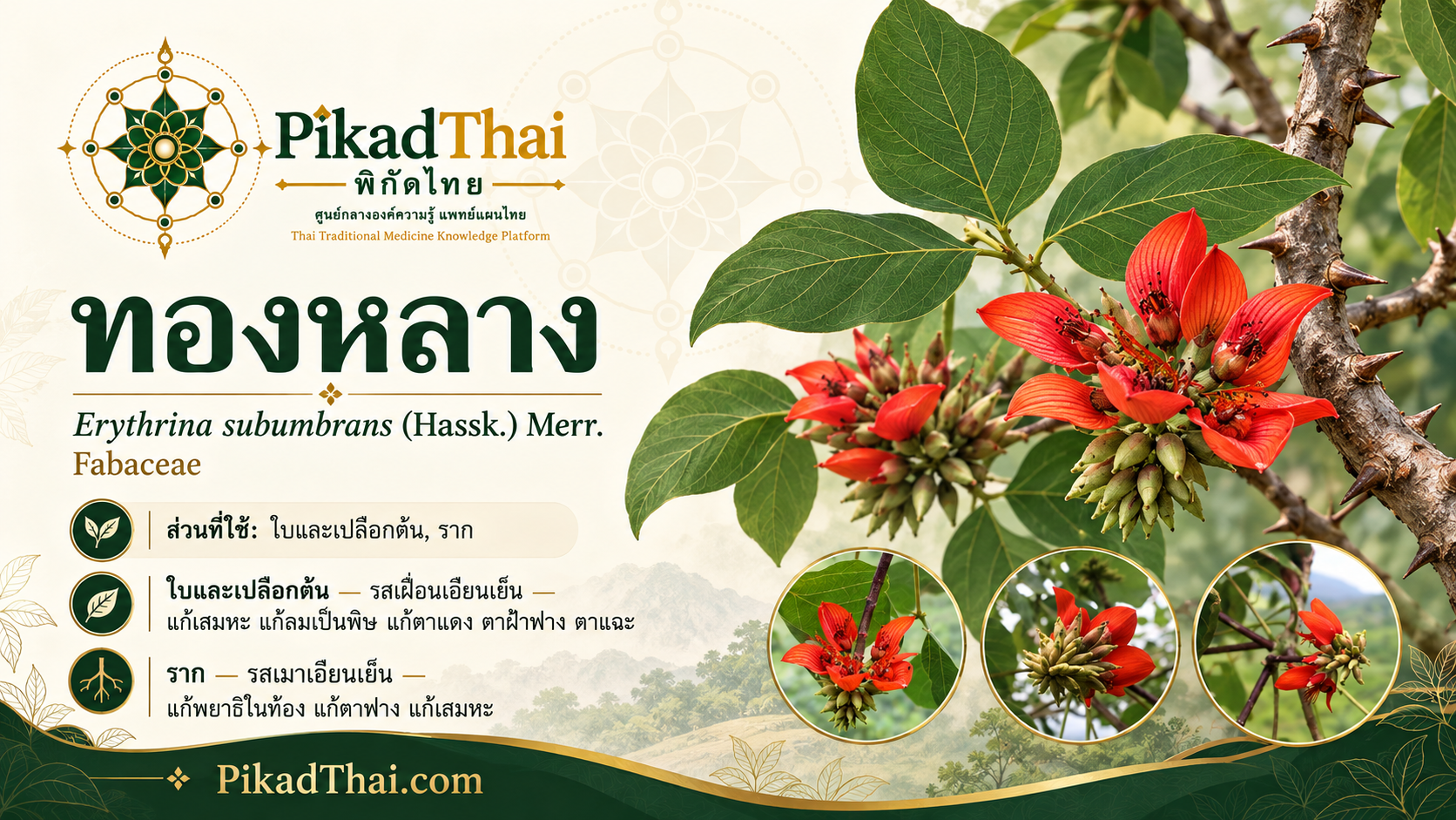 ทองหลาง