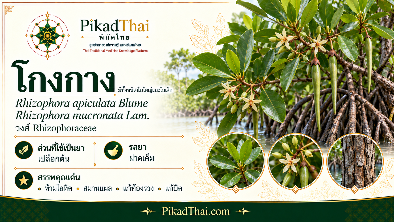 โกงกาง