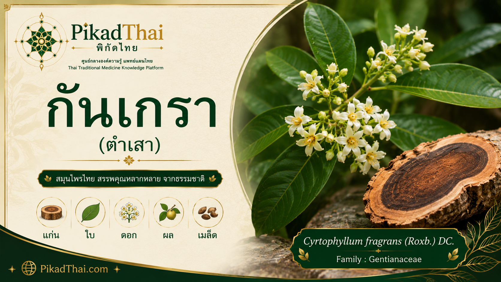 กันเกรา