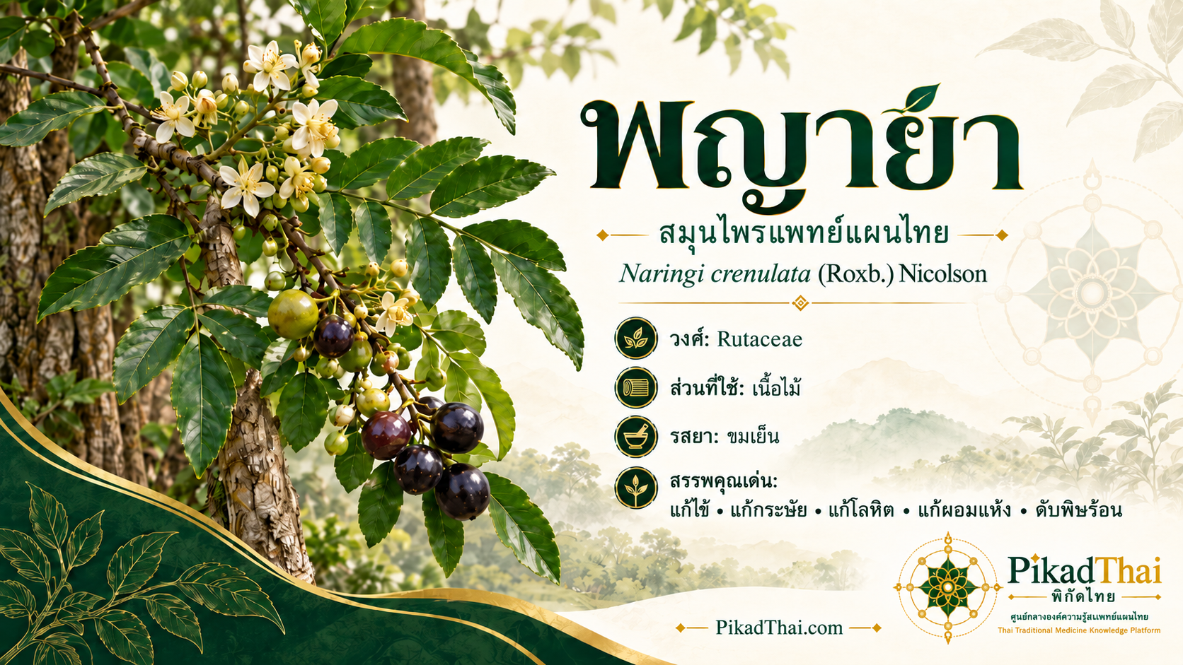 พญายา