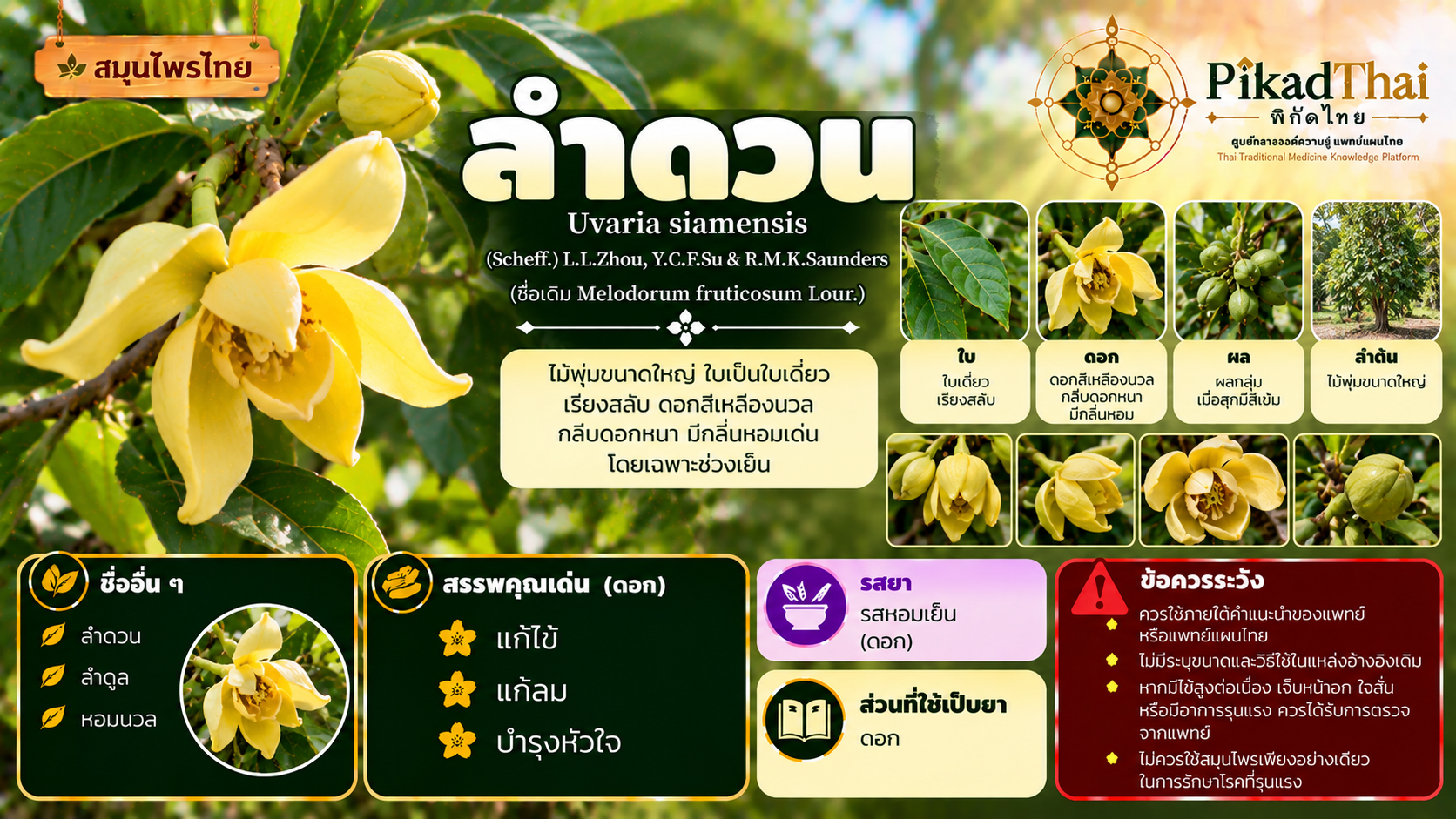 ลำดวน