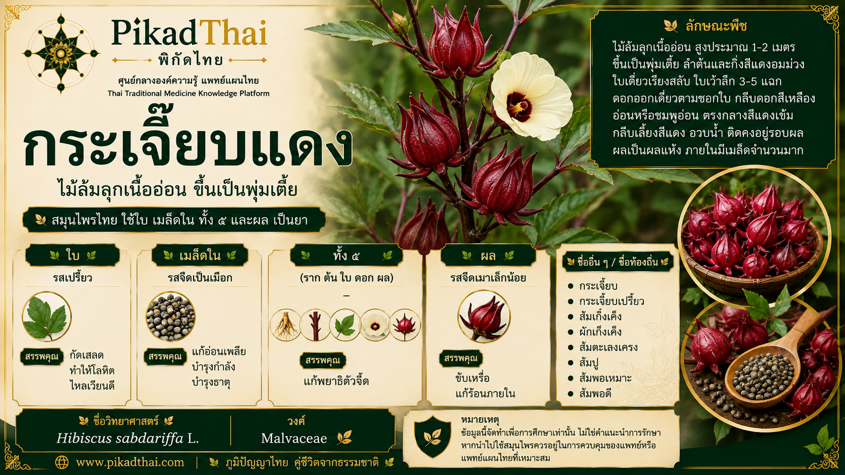 กระเจี๊ยบแดง