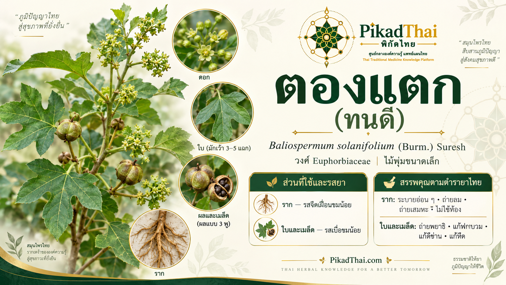 ตองแตก (ทนดี)