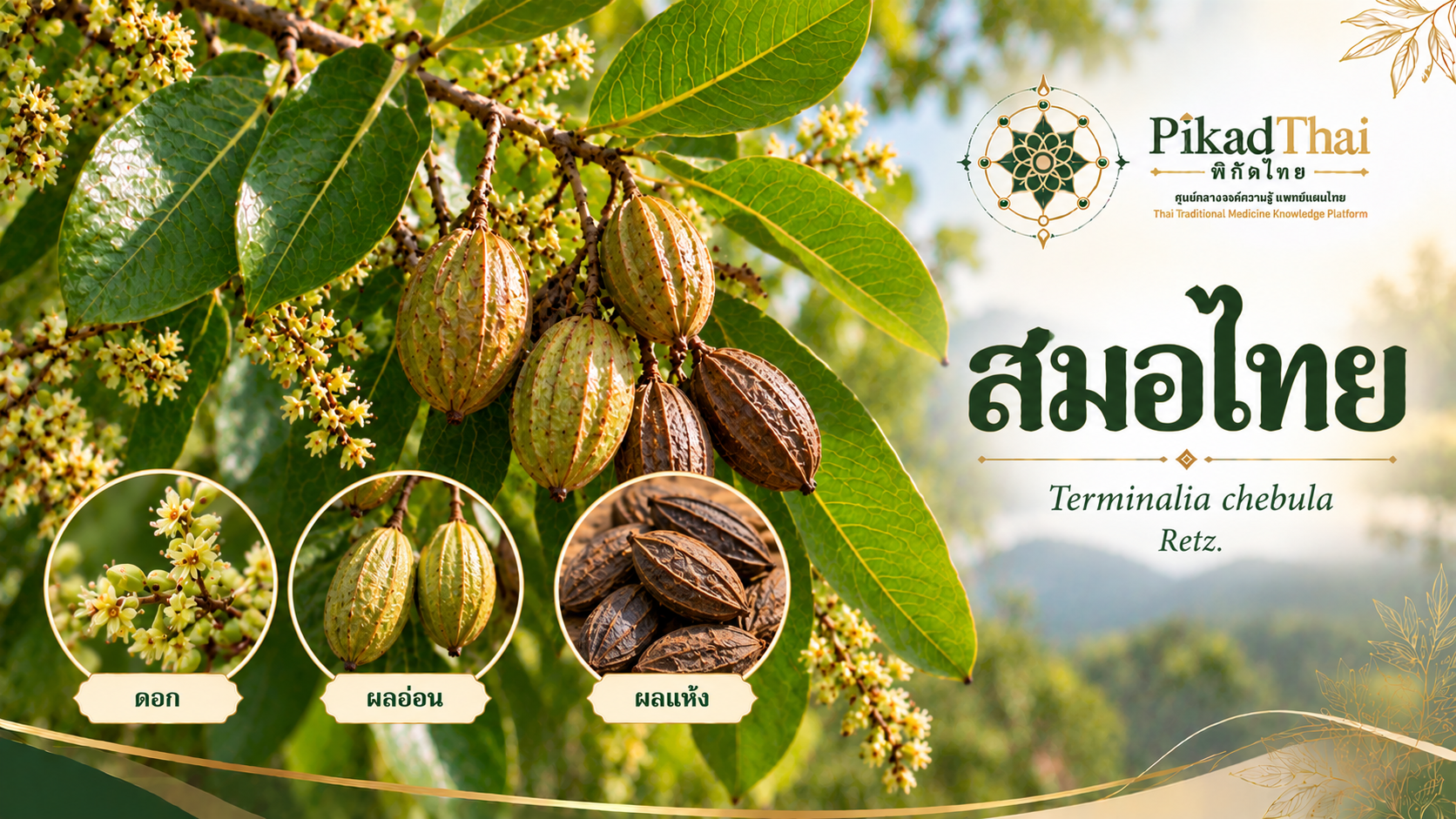 สมอไทย