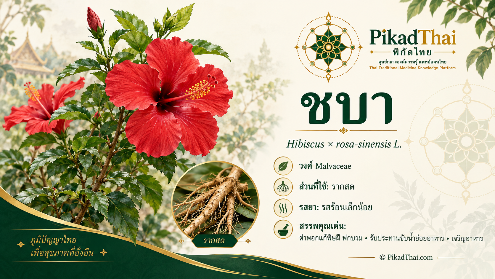 ชบา
