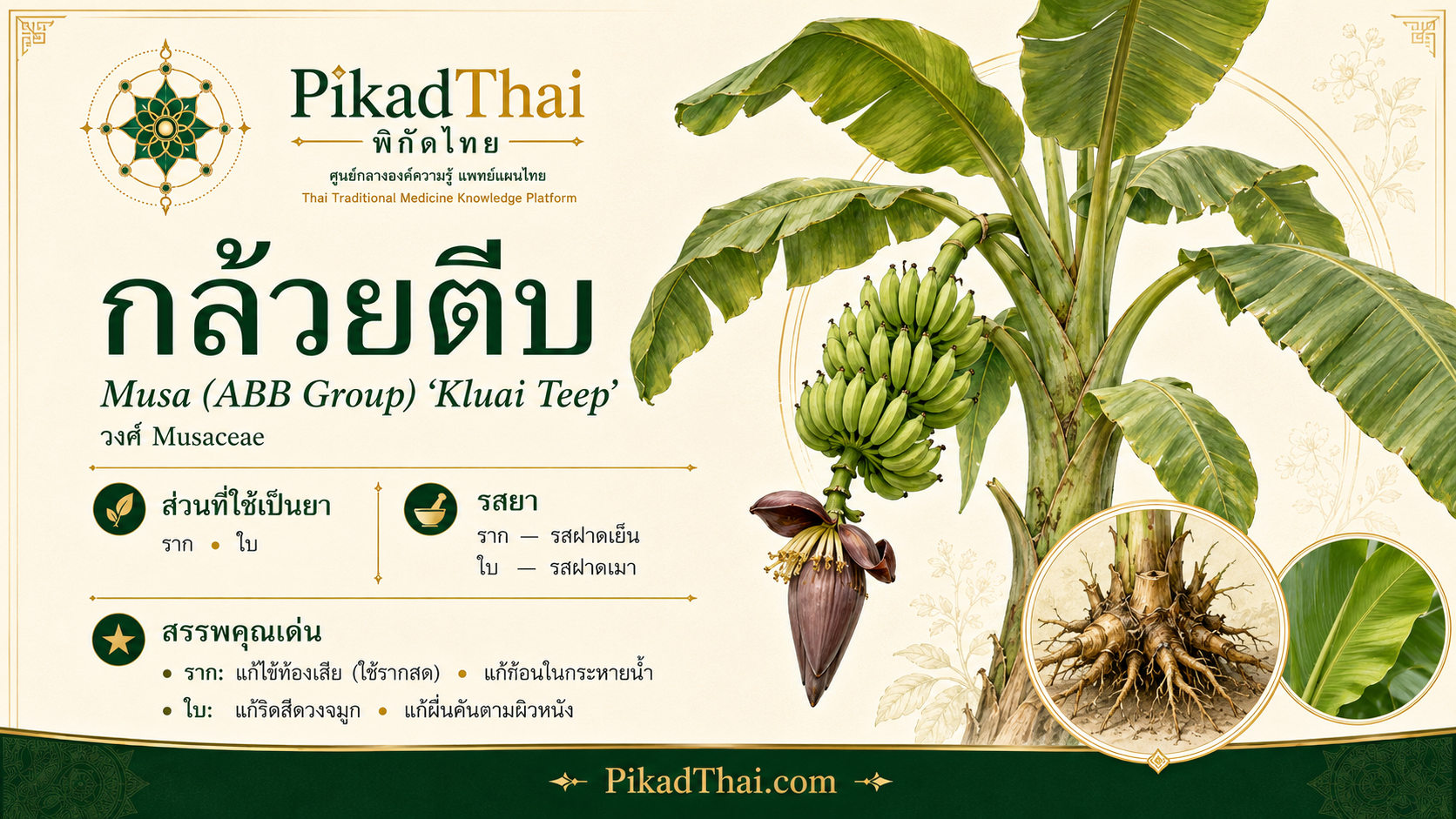 กล้วยตีบ