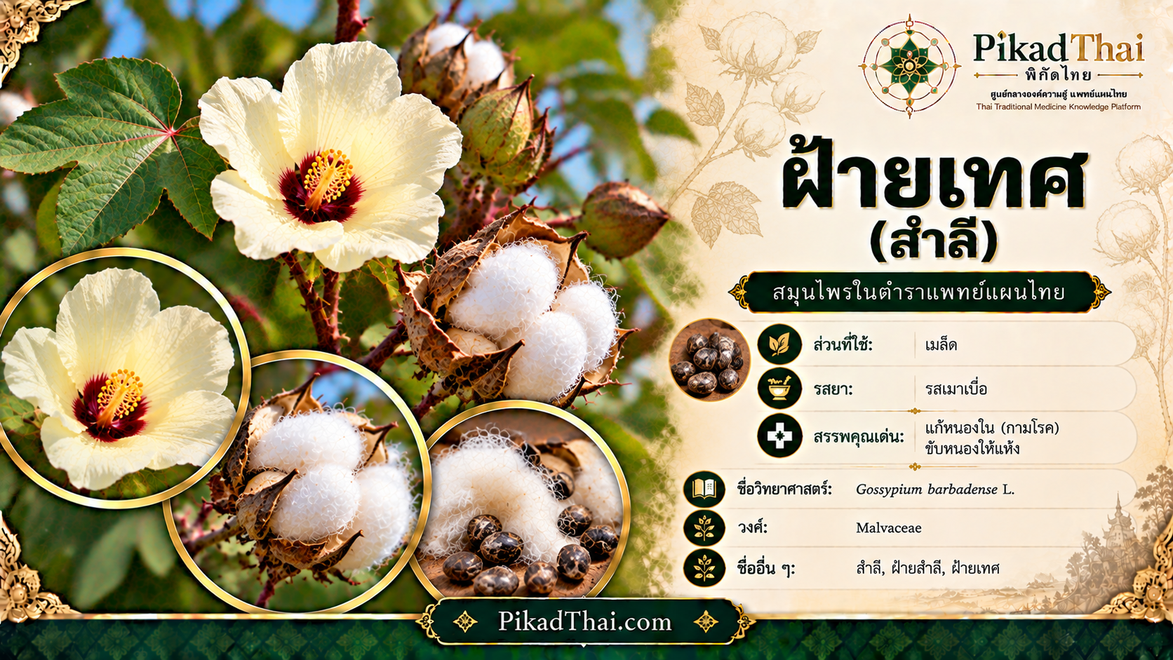 ฝ้ายเทศ (สำลี)