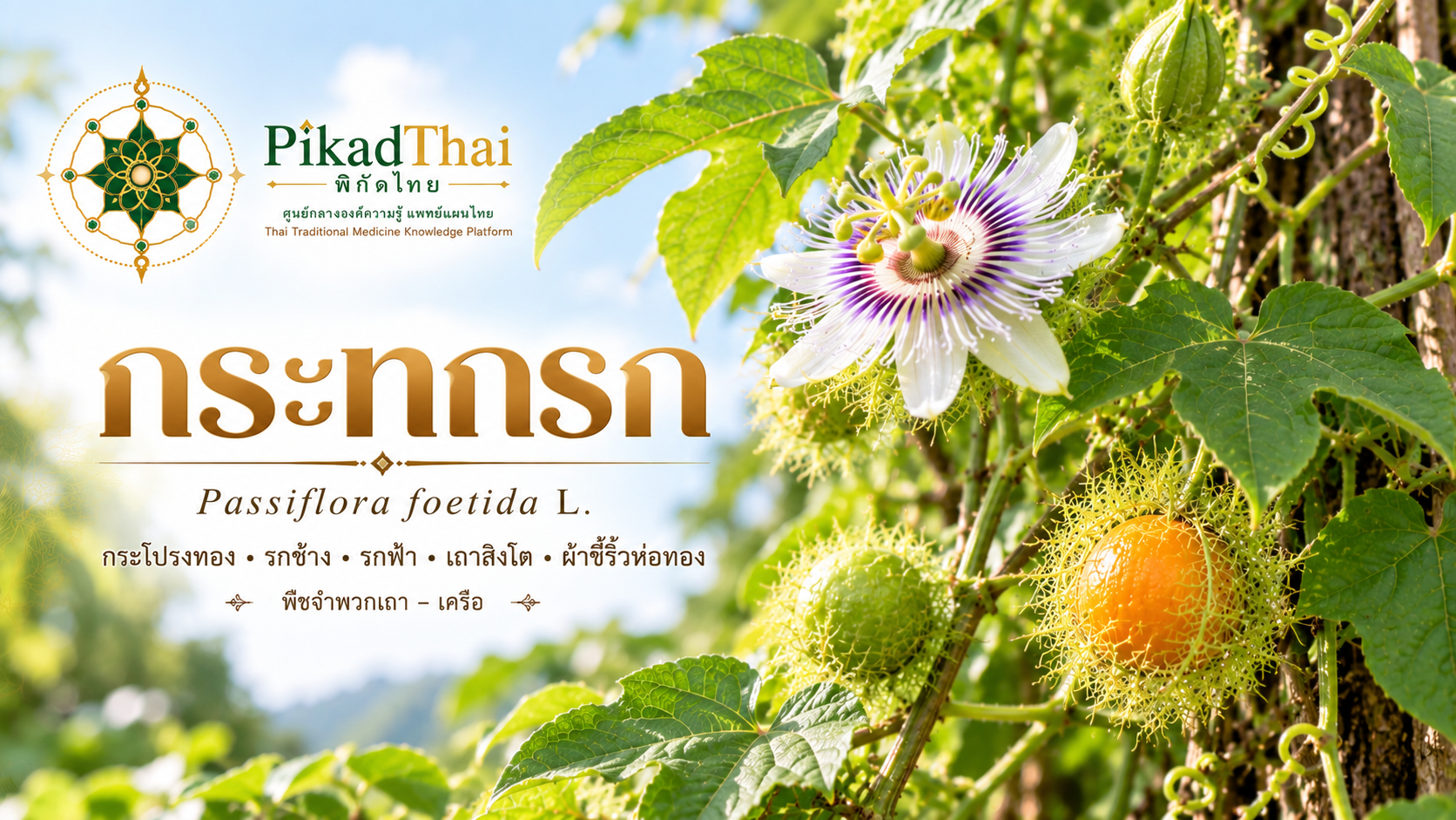 กระทกรก (กระโปรงทอง, รกช้าง, รกฟ้า, เถาสิงโต, ผ้าขี้ริ้วห่อทอง)