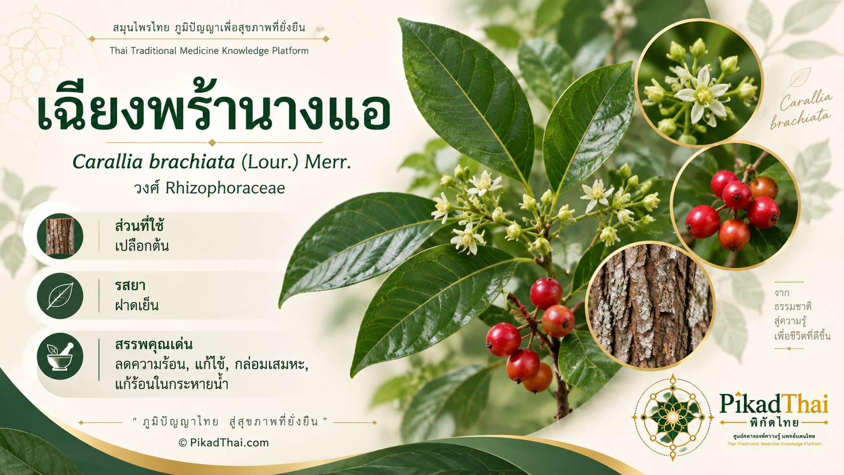 เฉียงพร้านางแอ