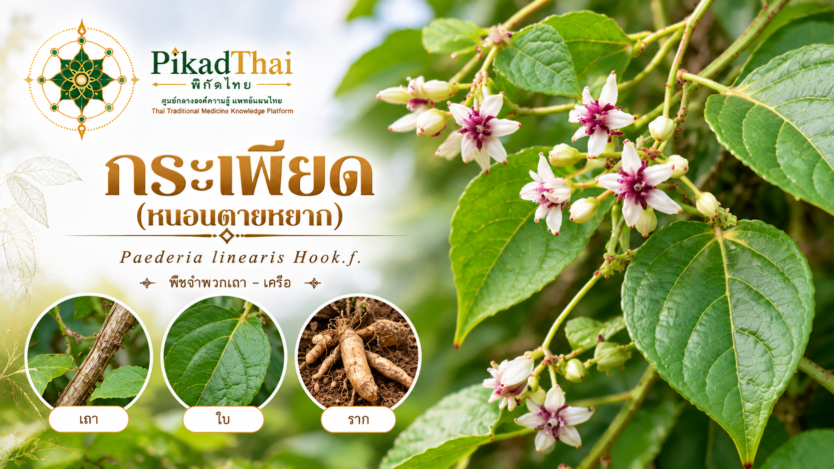 กระเพียด (หนอนตายหยาก)