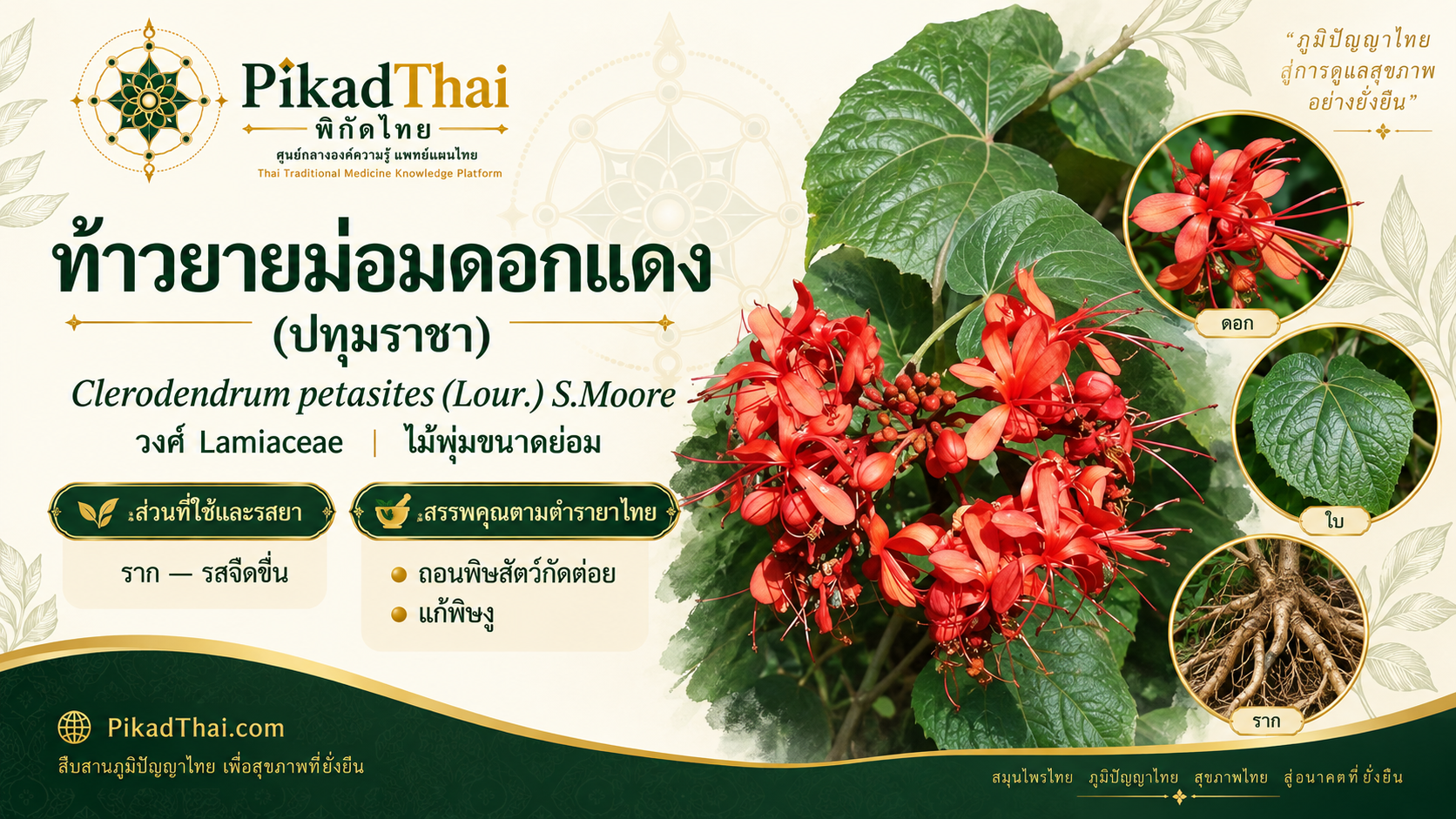 ท้าวยายม่อมดอกแดง (ปทุมราชา)