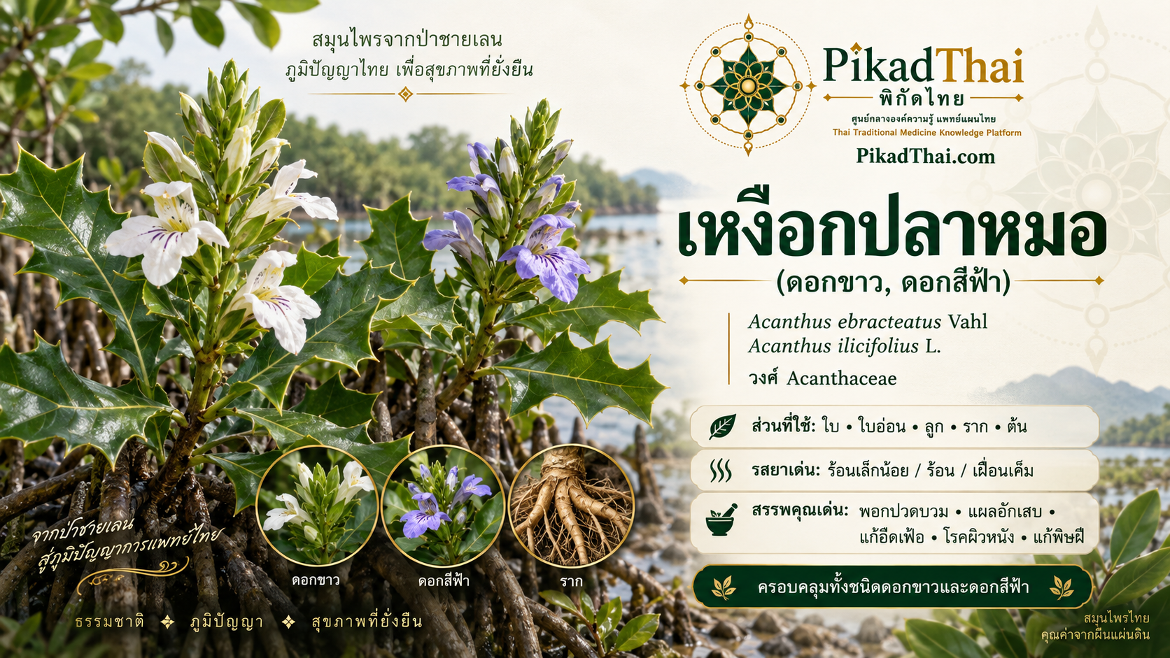 เหงือกปลาหมอ