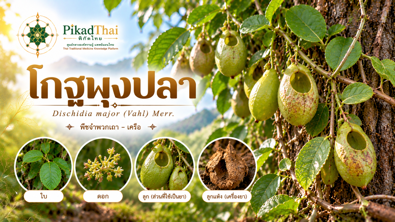 โกฐพุงปลา