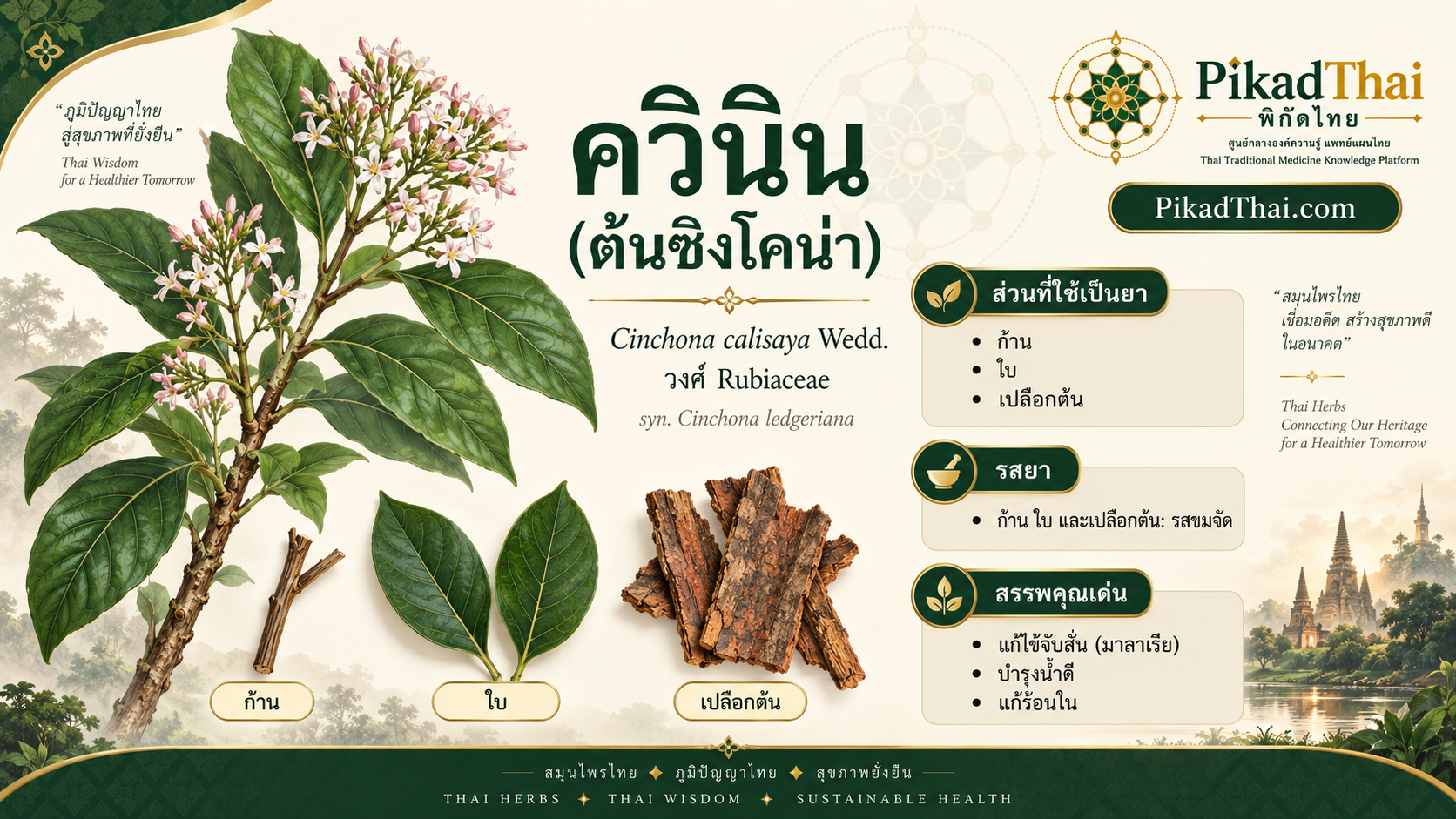 ควินิน (ต้นซิงโคน่า)