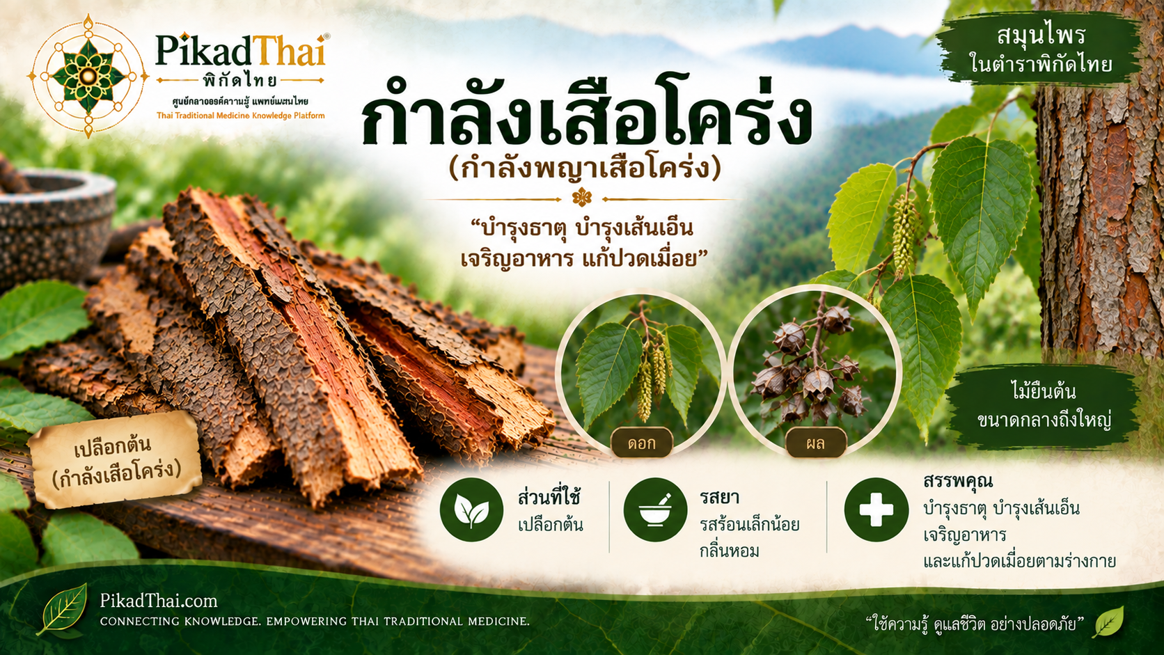 กำลังเสือโคร่ง