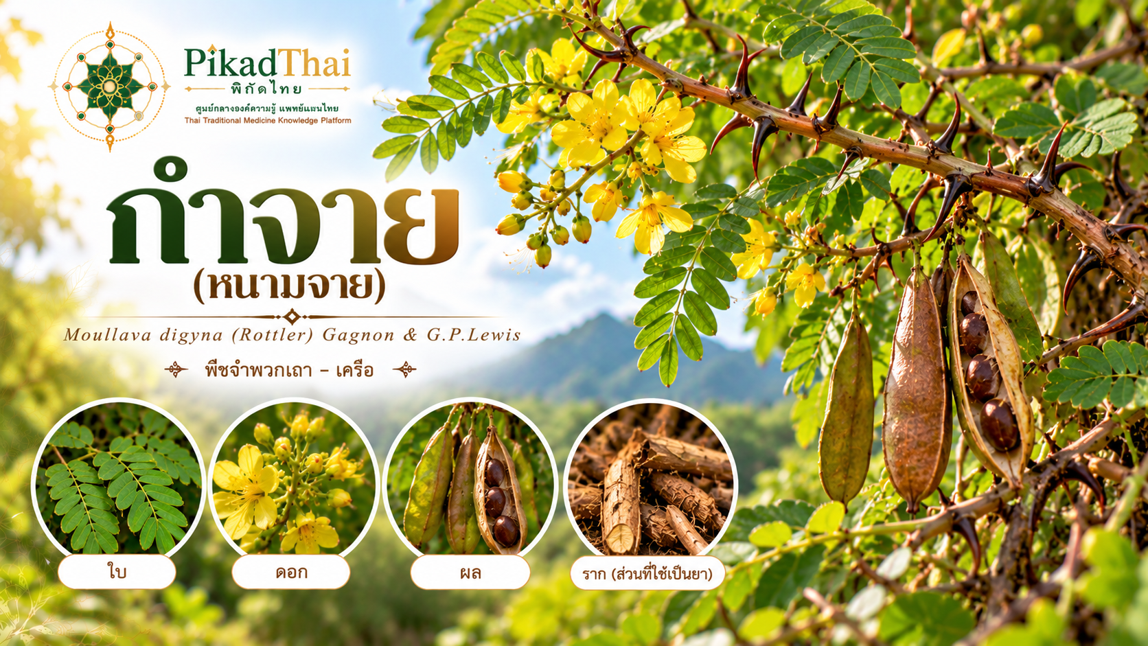 กำจาย (หนามจาย)