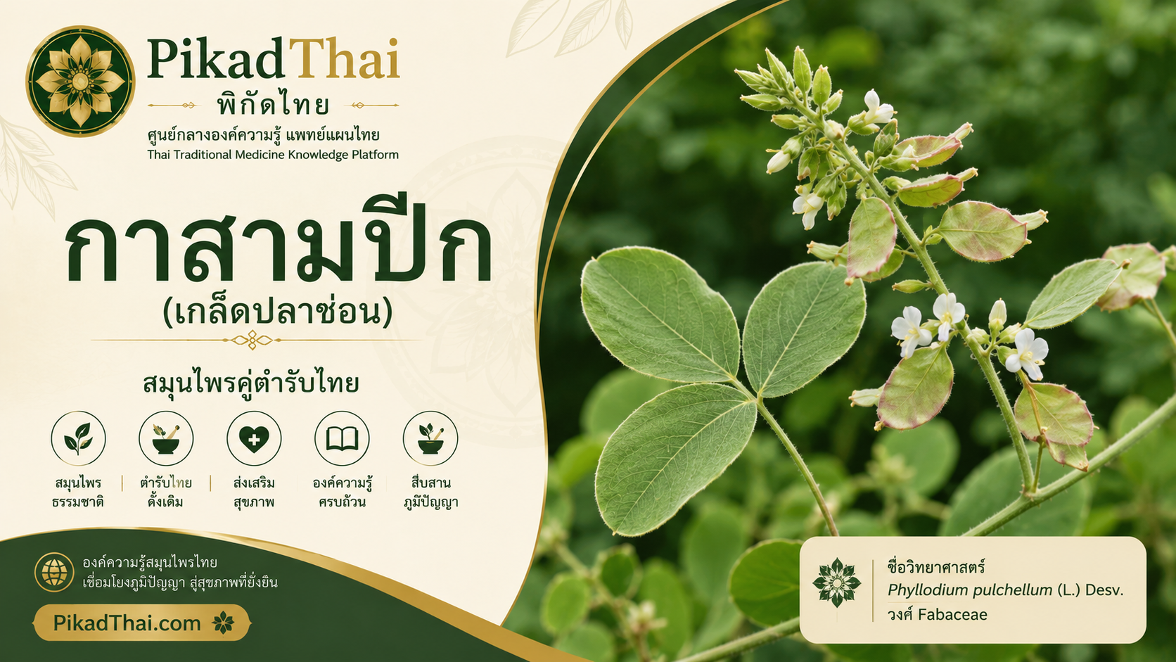 กาสามปีก