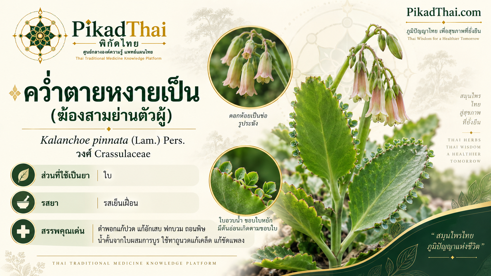 คว่ำตายหงายเป็น (ฆ้องสามย่านตัวผู้)