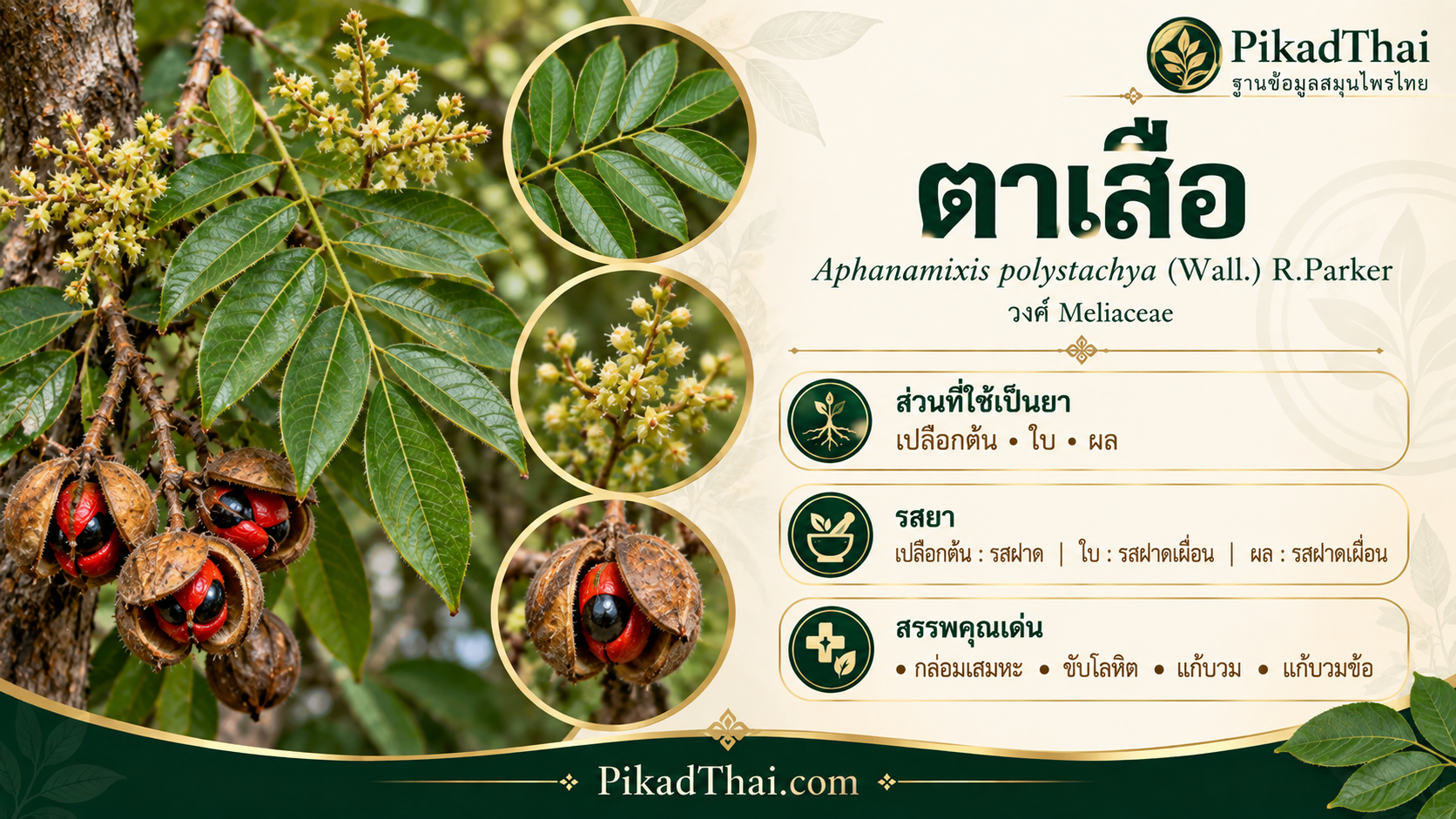 ตาเสือ