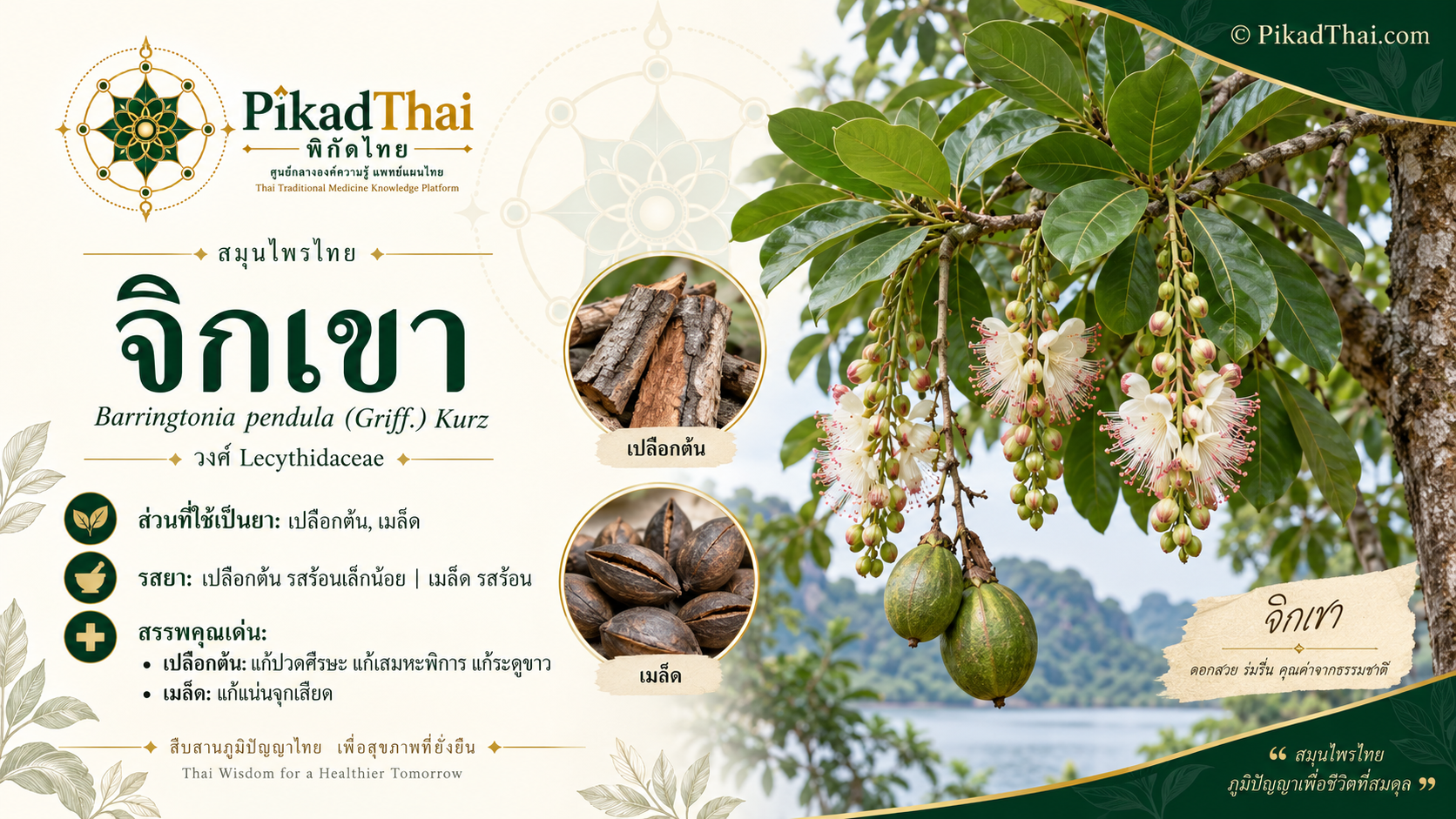 จิกเขา