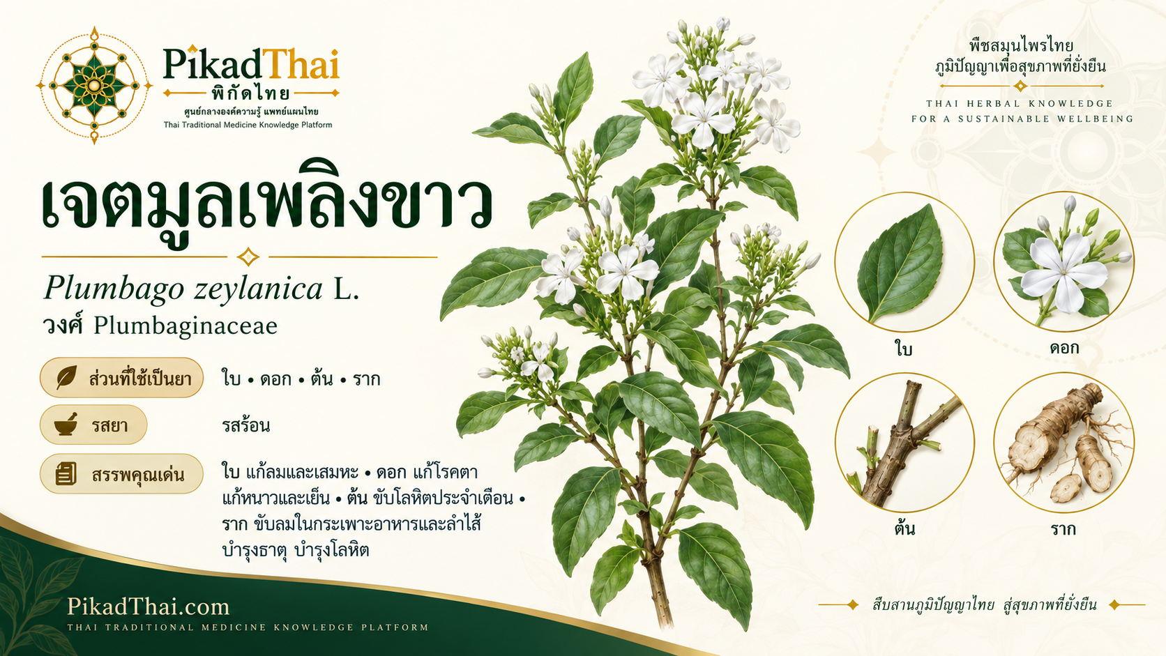 เจตมูลเพลิงขาว