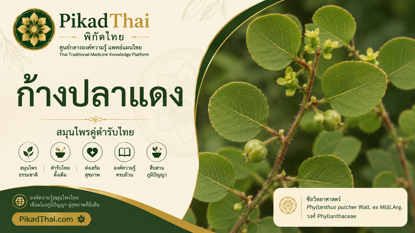 ก้างปลาแดง