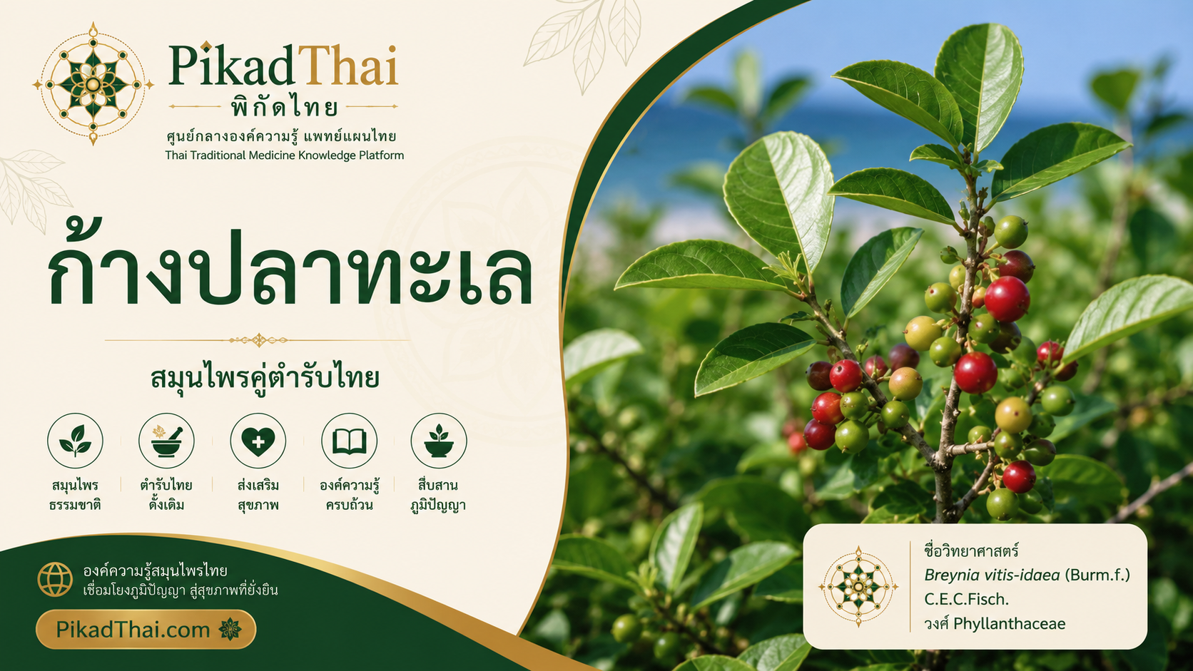 ก้างปลาทะเล