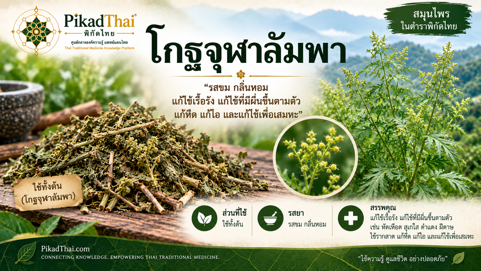 โกฐจุฬาลัมพา