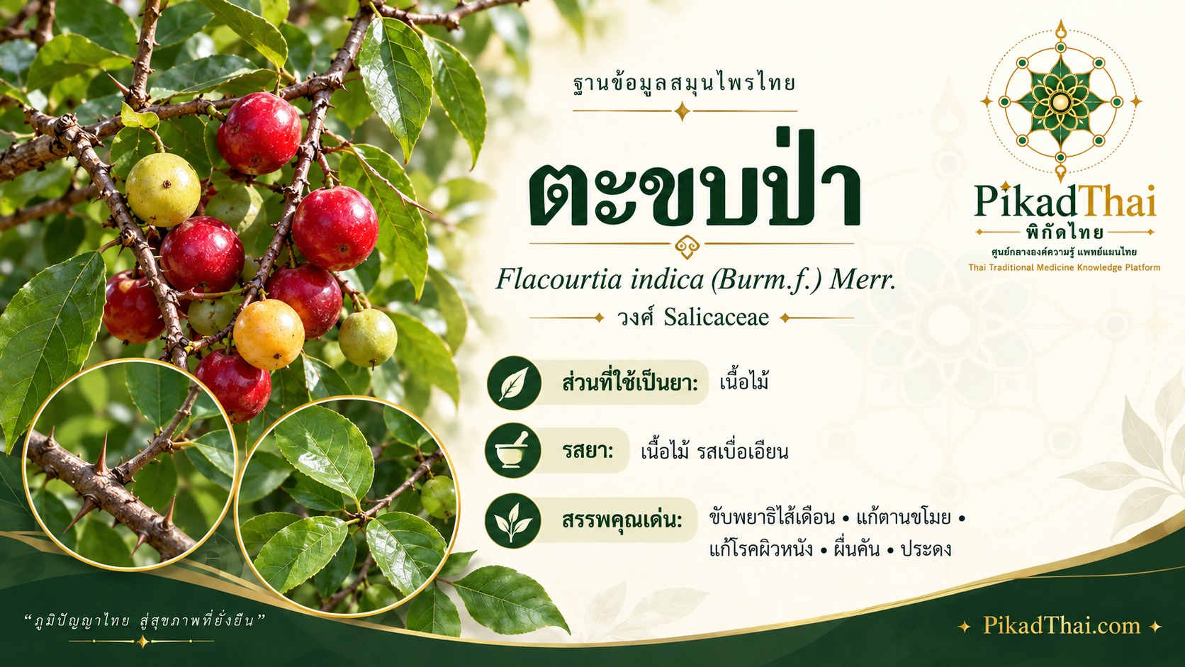 ตะขบป่า