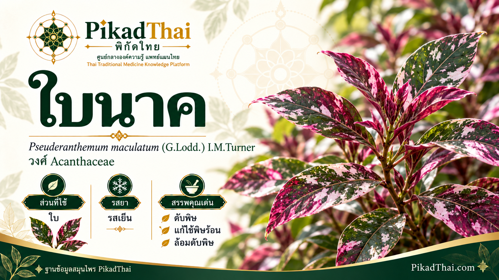 ใบนาค