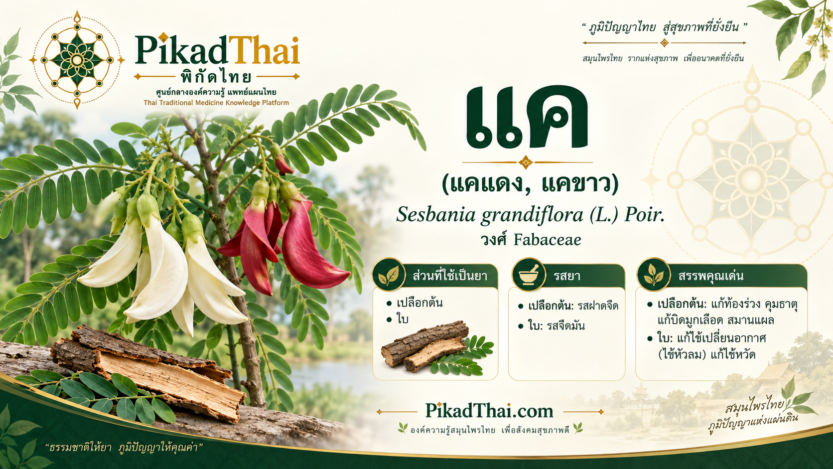 แค (แคแดง, แคขาว)