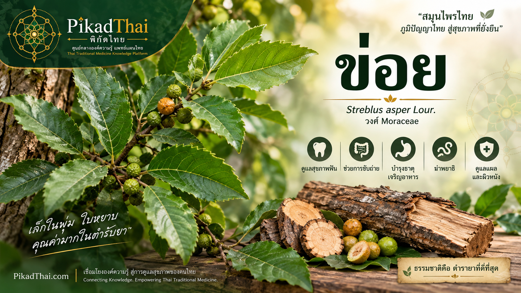 ข่อย