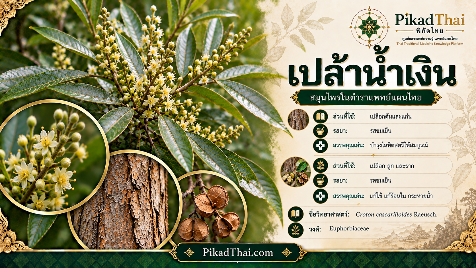 เปล้าน้ำเงิน