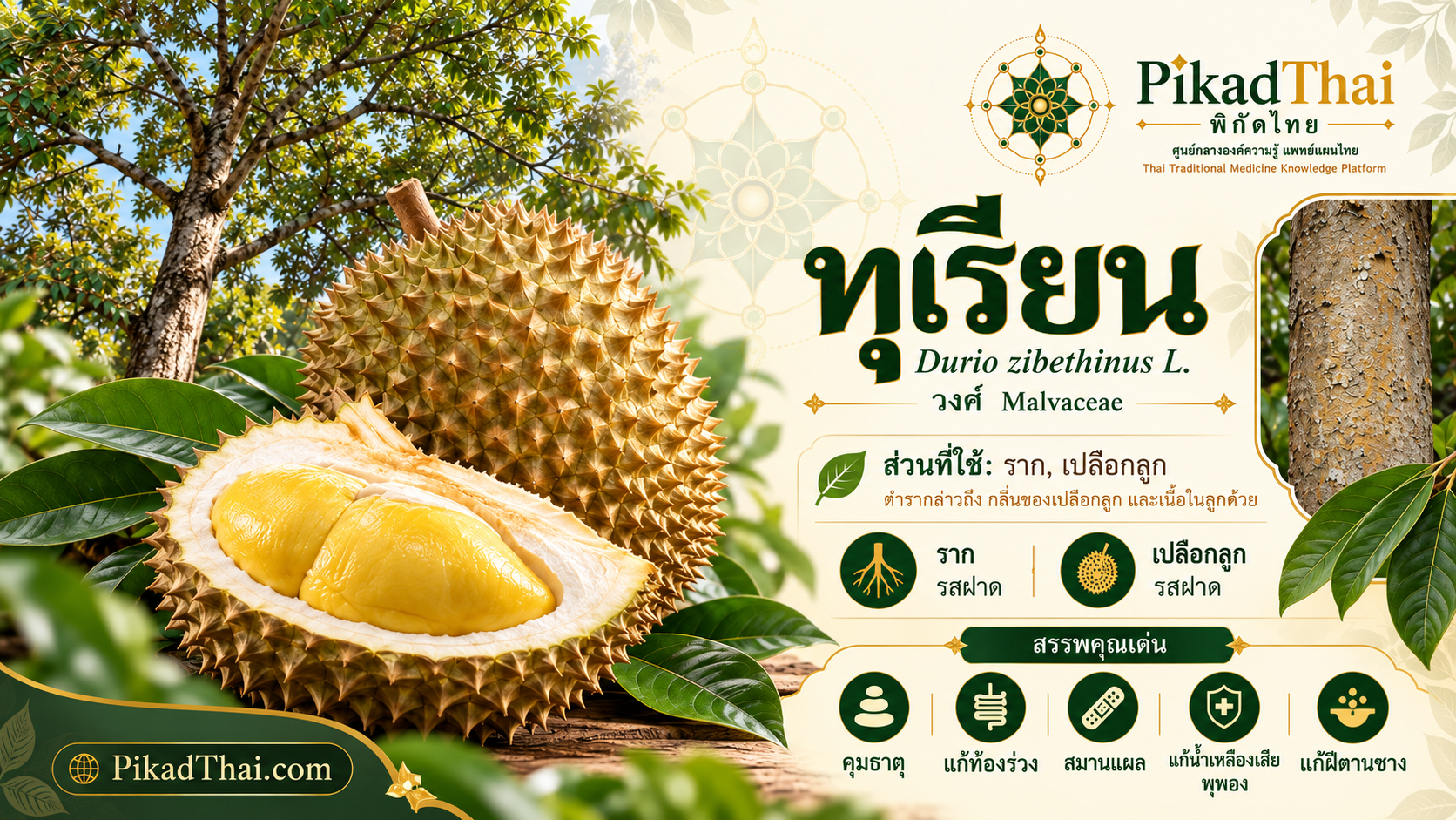 ทุเรียน