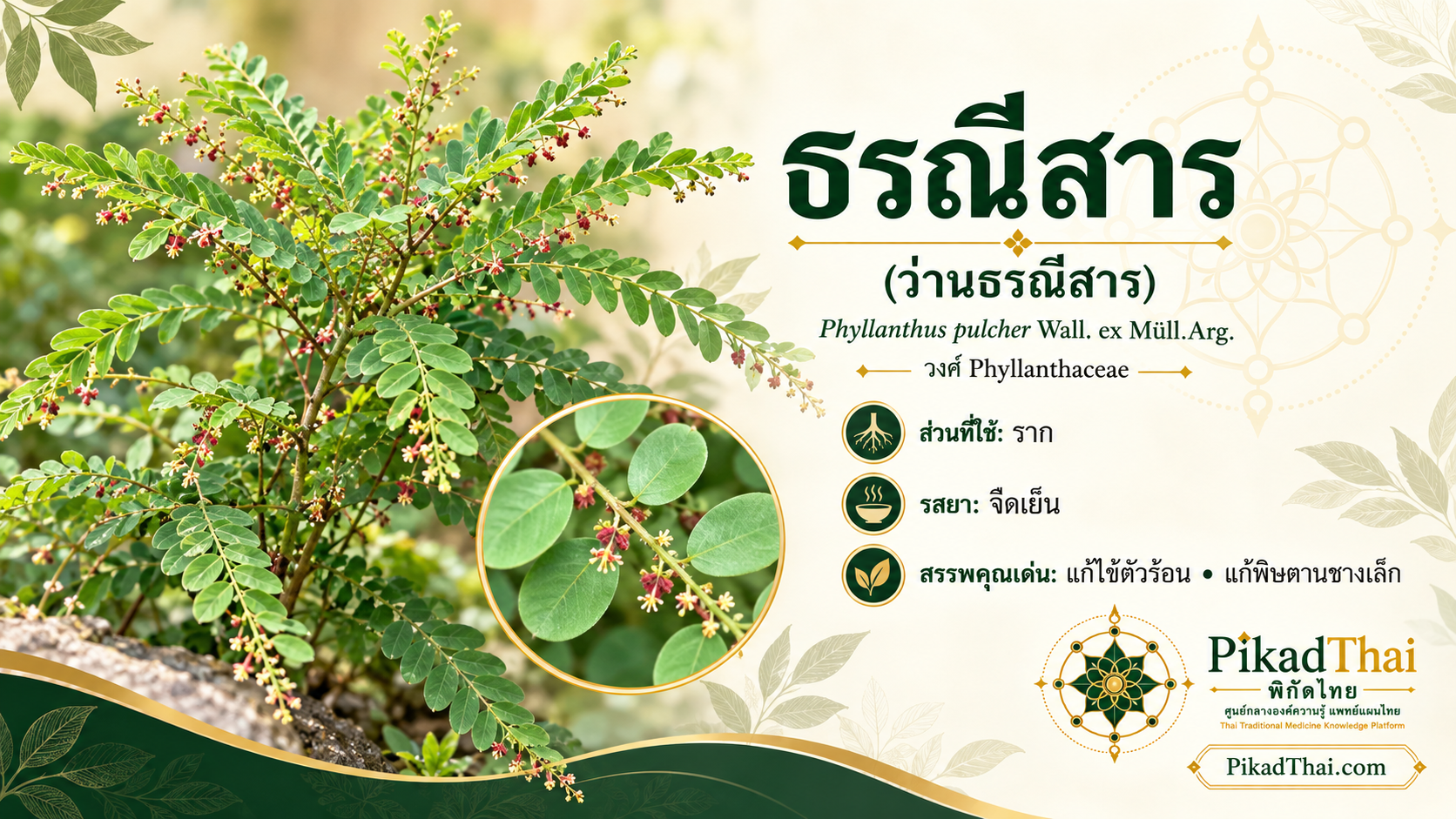 ธรณีสาร (ว่านธรณีสาร)