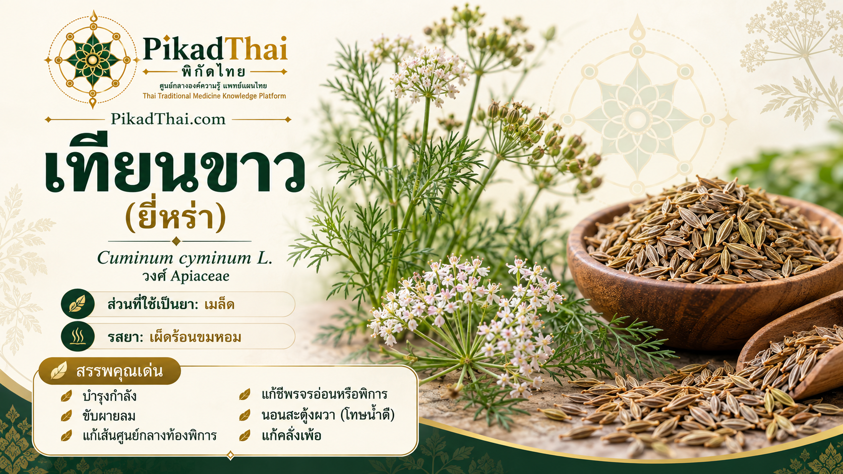เทียนขาว (ยี่หร่า)