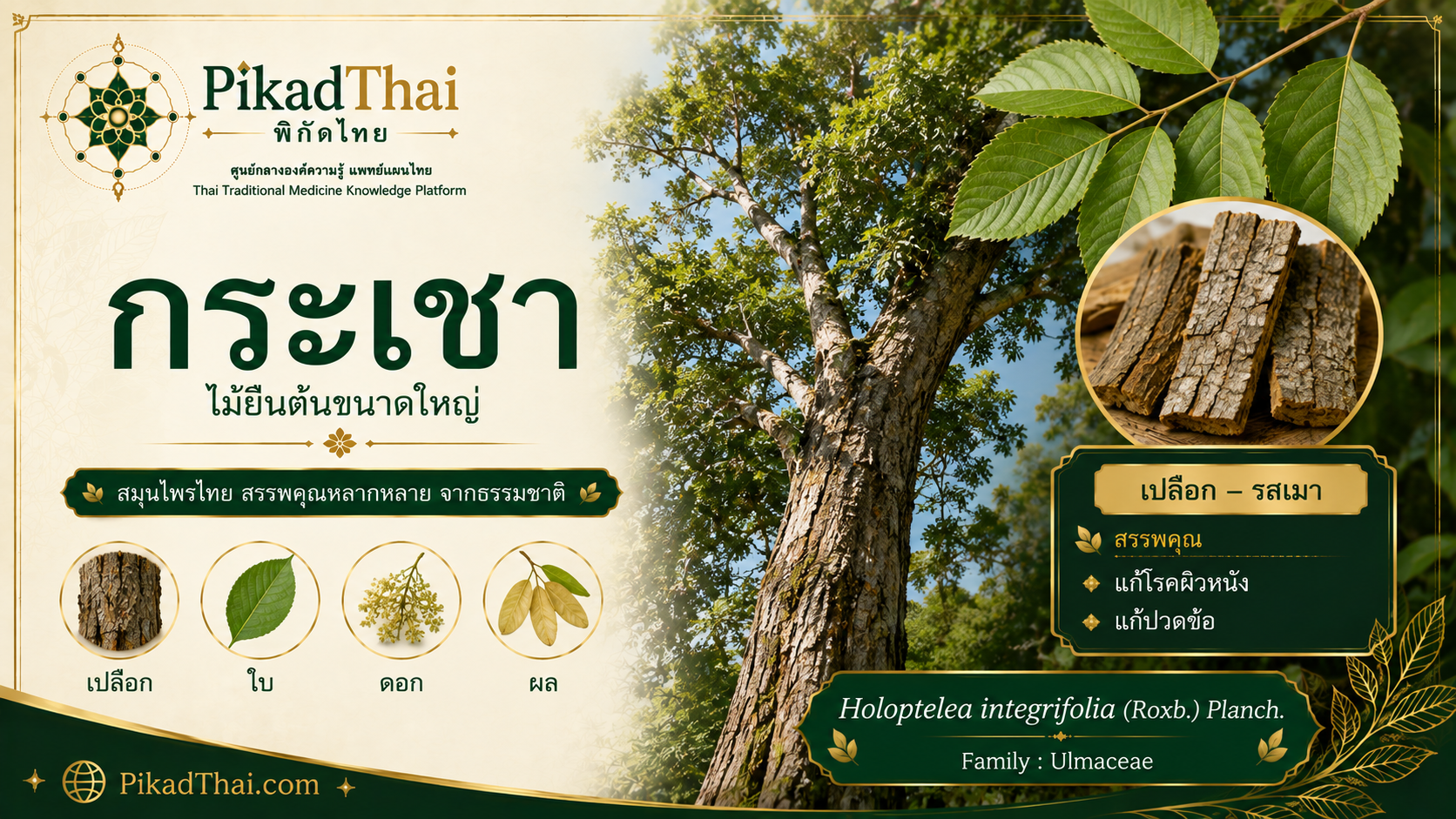 กระเชา
