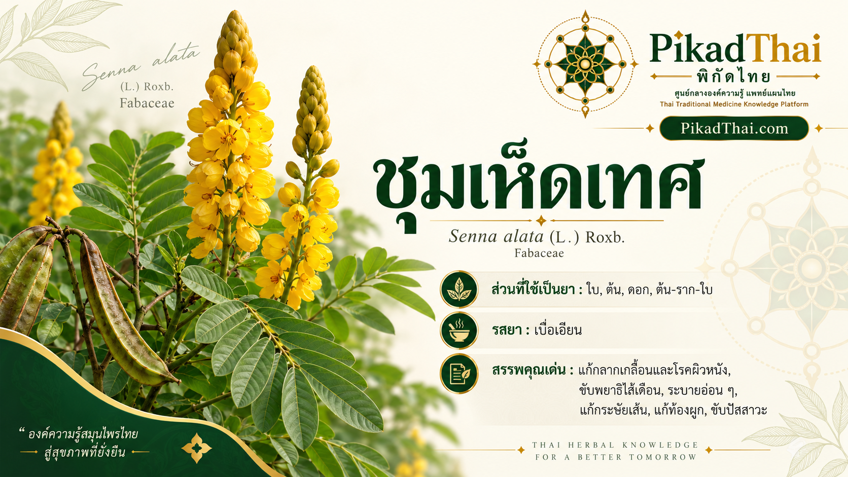 ชุมเห็ดเทศ